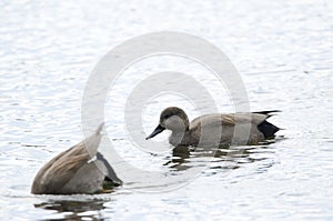 Males common gadwall.