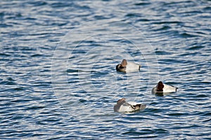 Males common pochard.