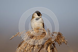 Males of common reed bunting