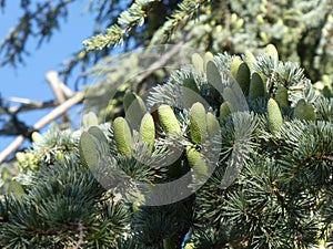 Males cones from Cedrus atlantica, the Atlas cedar