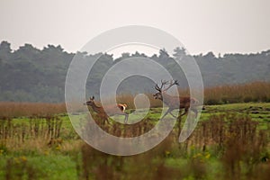 Males deer drives a doe