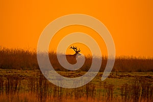 Males deer drives a doe