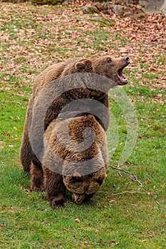 males and females brown bear (Ursus arctos