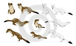 Males, females and calves of ermines are winter white and summer brown. Wild animals of the arctic