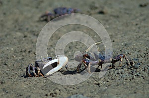 Males fiddler crabs Afruca tangeri confronted each other.