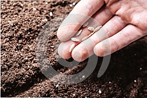 Males hand planting seeds