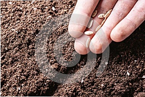 Males hand planting seeds