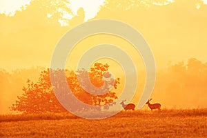 Males Hog Deer relaxing in the grassland at sunrise