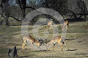 Males of impala gazelles fighting, Botswana. photo