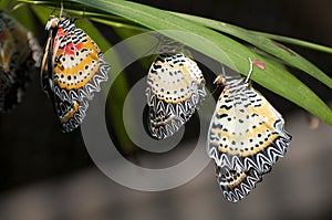 Males of Leopard Lacewing (Cethosia cyane).