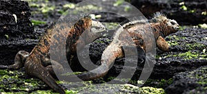 Males marine iguana fight.