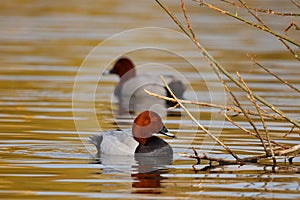 Males of Pochard duck Aythya ferina in lake with reeds