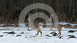 Males of Roe Deer in similiar leaps on snow in front of trees of winter wood