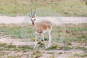 Males tibetan gazelle closeup