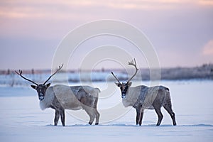 Males woodland caribous photo