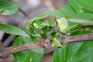 Malformed Shrub Leaves Clubbed Together