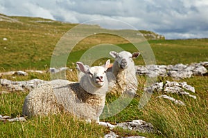 Malham sheep photo