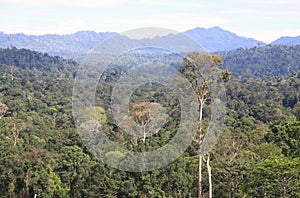 Maliau Basin Jungle Sabah Malaysia
