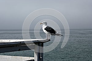 Malibu Seagull