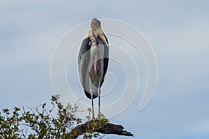 Malibu Stork, Leptoptilos crumenifer photo