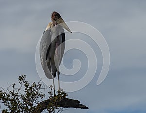 Marabou Stork, Leptoptilos crumenifer standing upright photo