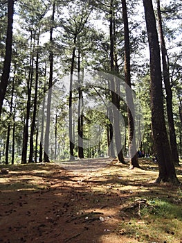 Malino pine forest