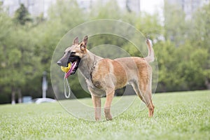 Malinois