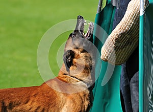 Malinois