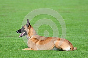 Malinois