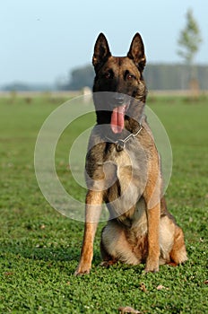 Malinois