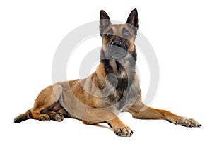 Malinois