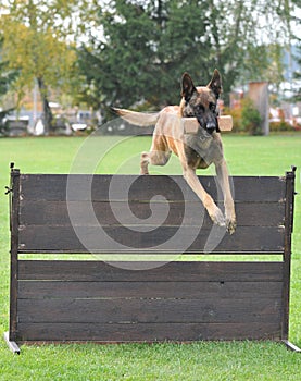 Malinois