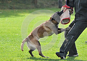 Malinois