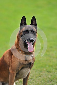 Malinois