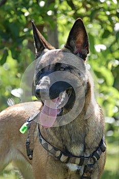 Malinois