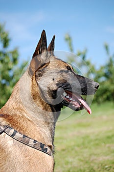 Malinois