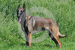 Malinois