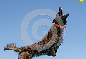 Malinois against a blue sky grabbing a toy