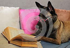 Malinois Belgian Sheepdog reads a book with a pair of glasses on the muzzle lying on cushions in cocooning mode photo