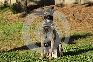 Malinois Belgian Sheepdog in sitting position without moving and waiting for orders