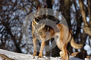 Malinois - Belgian Shepherd Dog