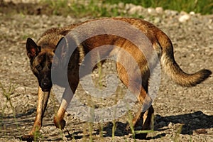 Malinois - Belgian Shepherd Dog