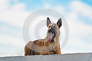 Malinois Belgian Shepherd dog