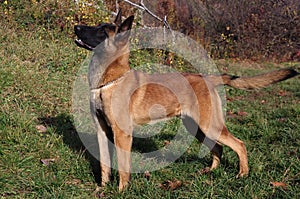 Malinois - Belgian Shepherd Dog