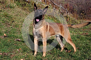 Malinois - Belgian Shepherd Dog