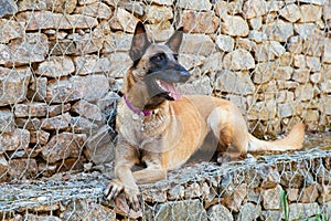 Malinois Belgian Shepherd dog