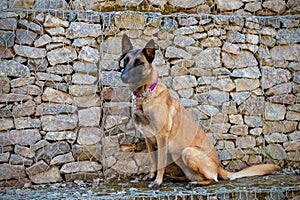 Malinois Belgian Shepherd dog