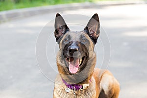 Malinois Belgian Shepherd dog