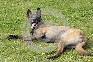 Malinois Belgian Shepherd dog in a couhed position without moving with a keen eye and waiting for orders