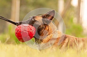 A Malinois Belgian Shepherd dog and his trainer with a ball